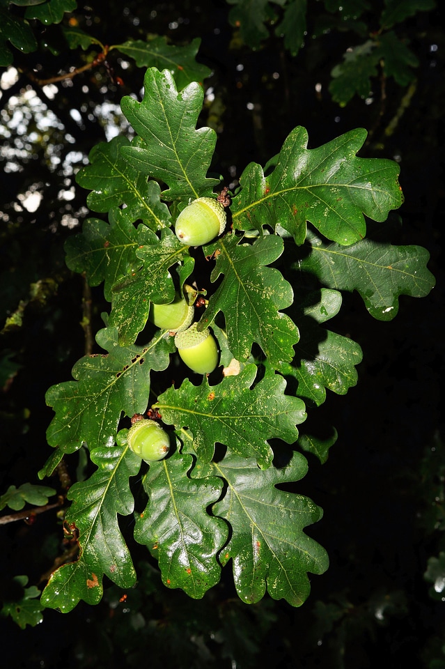 Acorns fruit green