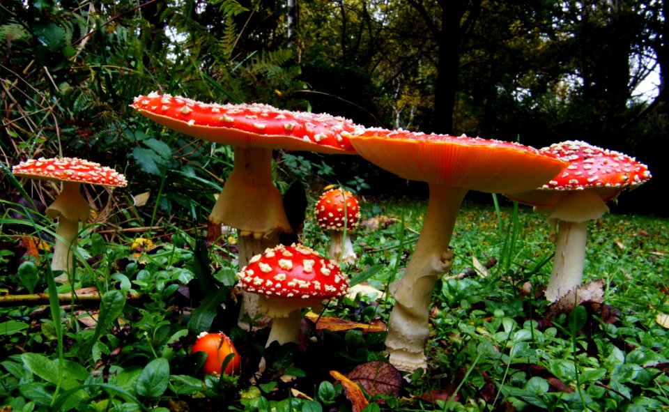 Amanita Muscaria (6)