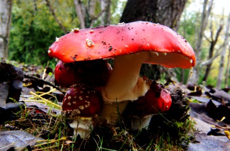 Amanita Muscaria (5) photo