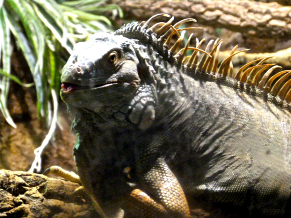 An Intimidating Fellow