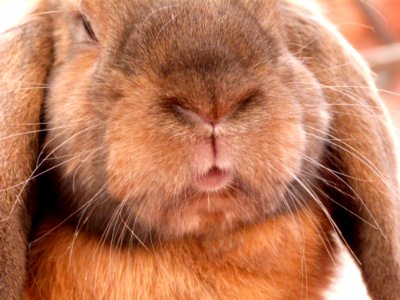 A Kiss From Chewy