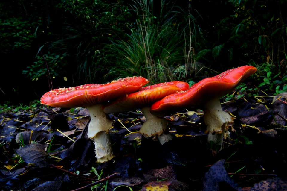 Amanita Muscaria (3)
