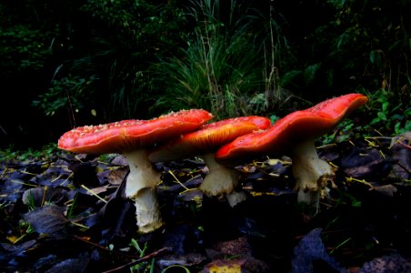 Amanita Muscaria (3) photo