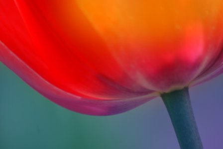 Tulips (10)