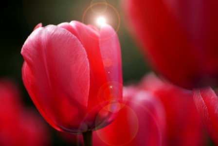 Tulips (9)