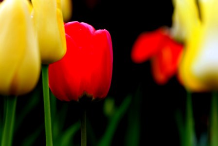 Tulips (16)