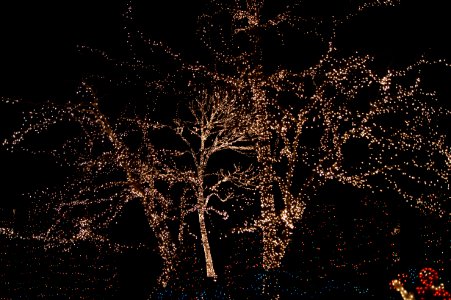 Plant Twig Sky Electricity