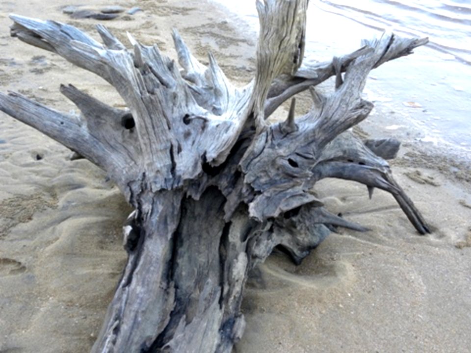 Driftwood