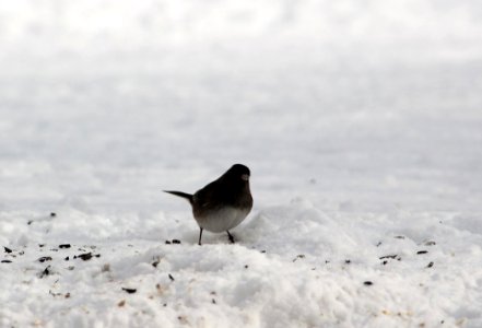 Querulous Junco