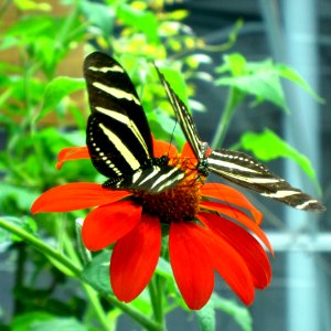 Butterflies