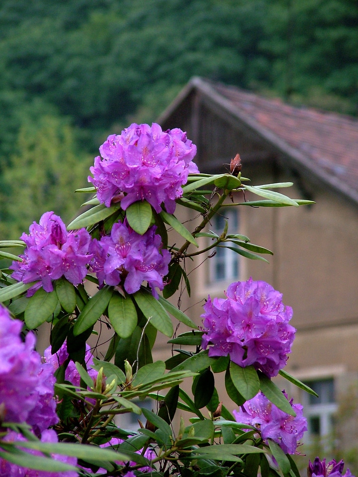 Flower dresden rhododendron park wachwitz