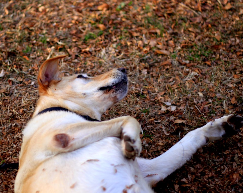 Dog Carnivore Dog Breed Fawn photo