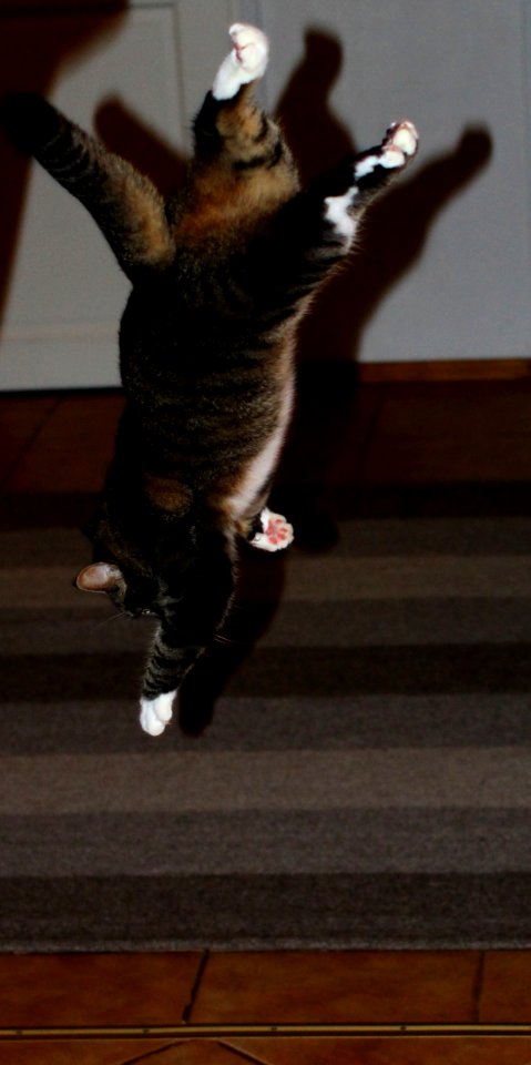 Feline Flyschool Landing