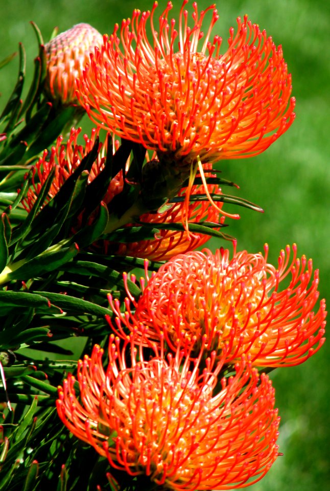 Red-and-yellow Protea 3