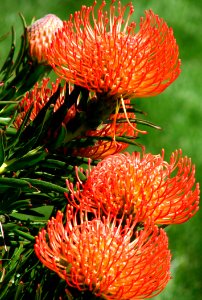 Red-and-yellow Protea 3 photo