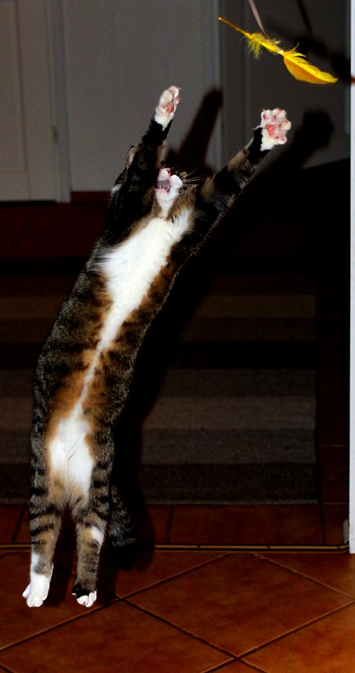 Feline Flyschool Take Off