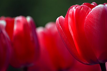 Tulips (3)