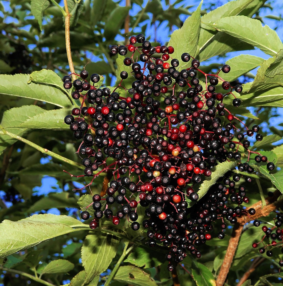 Berries fruits bush