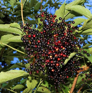 Berries fruits bush