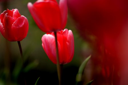 Tulips (16)