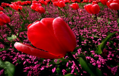 Tulips (2)