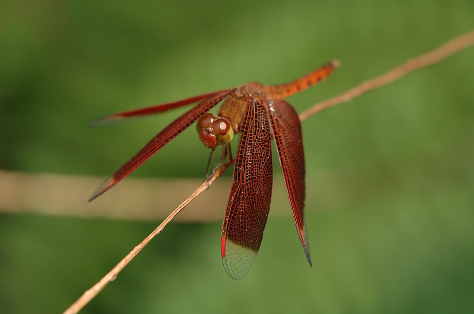 Stem nature outside