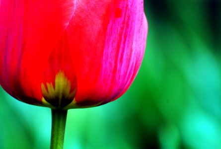 Tulips (2)