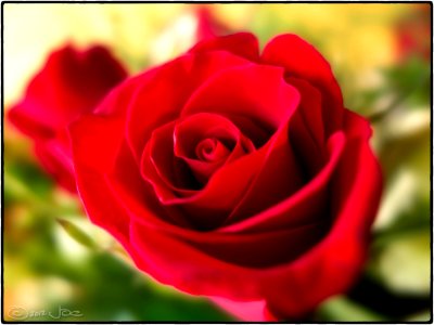 Red Rose photo