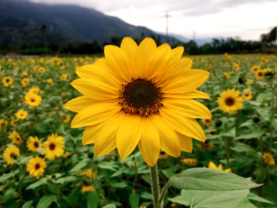 Sunflowers