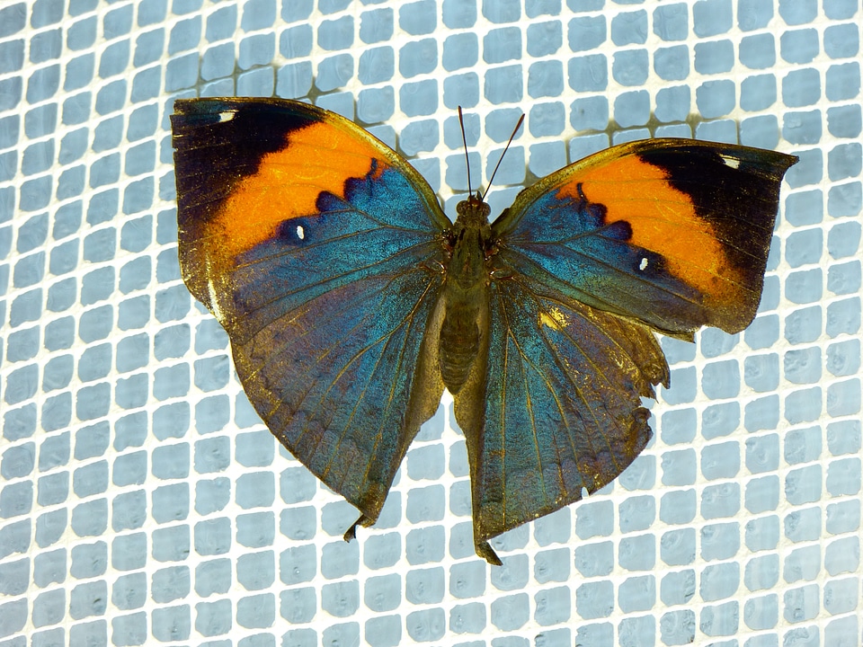 Flying colorful insect