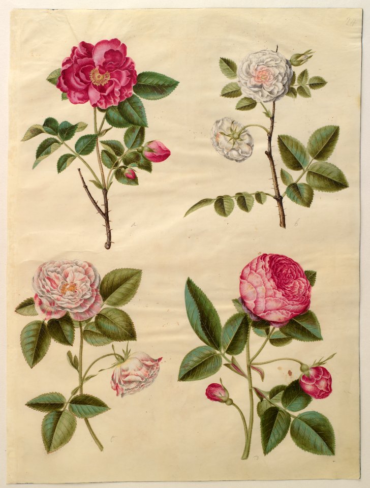 Johannes Simon Holtzbecker (161020-1671) Gottorfer Codex 1649-59 KKSgb2948-24