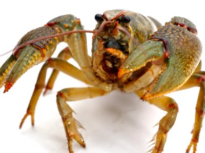 Arthropod Organism Decapoda Terrestrial Animal