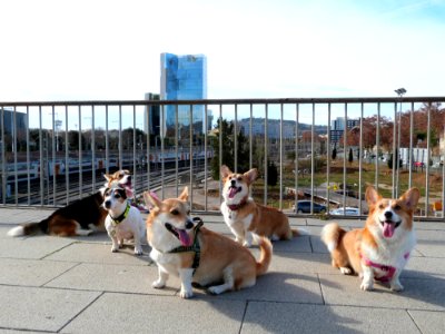 A Very Corgi Day