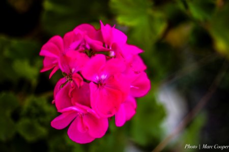 Flowers On My Street