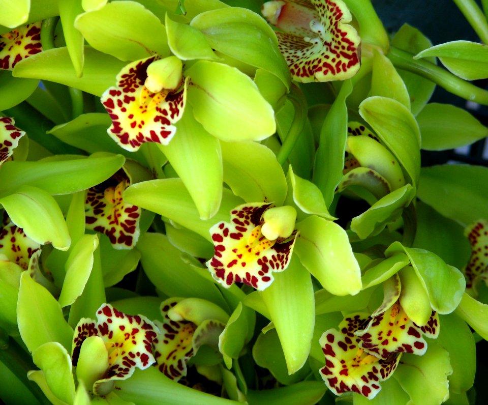 Green Orchids With Speckled Beards