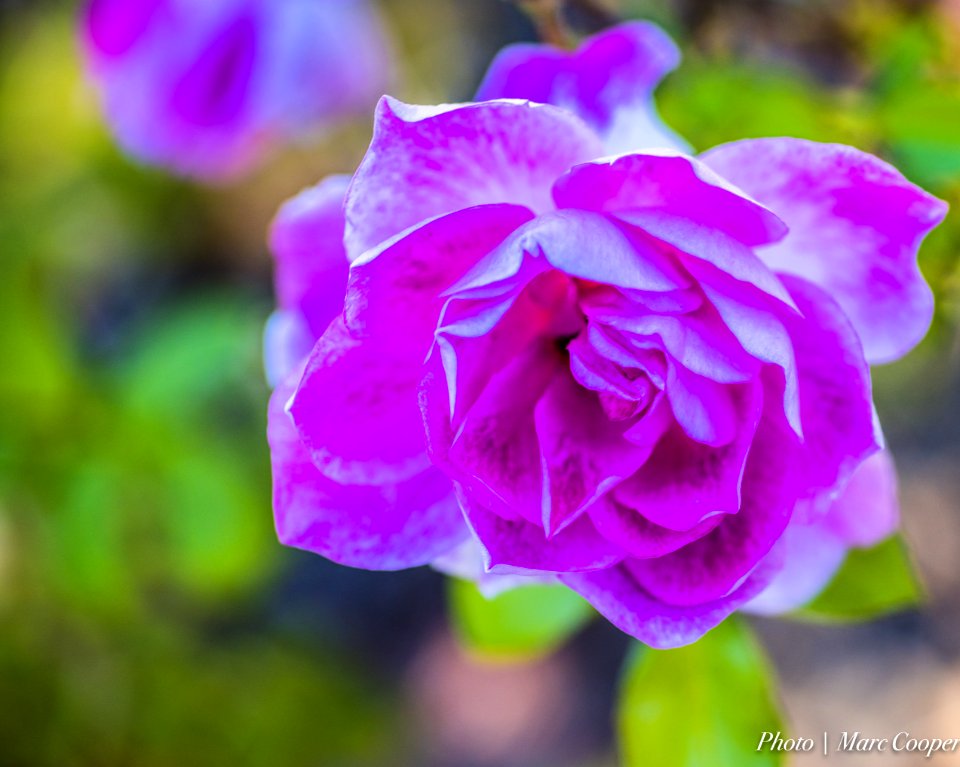 Flowers On My Street