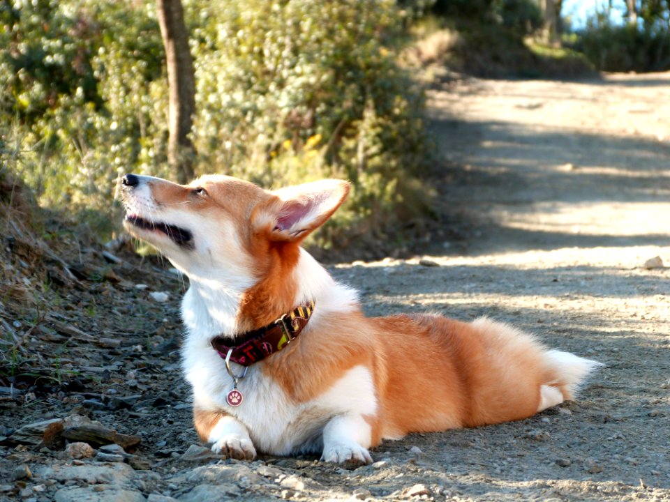 Enjoying Some Sunlight Mid-december