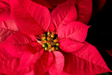 Poinsettia photo