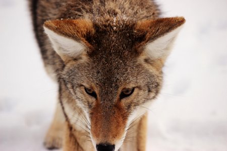 Portrait Of Coyote photo