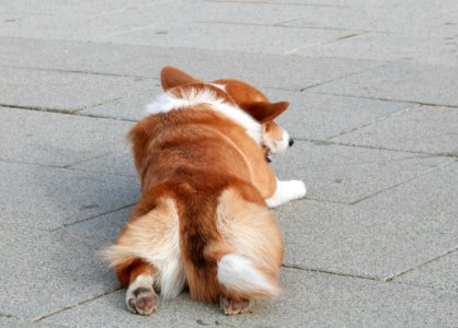 A Very Corgi Day
