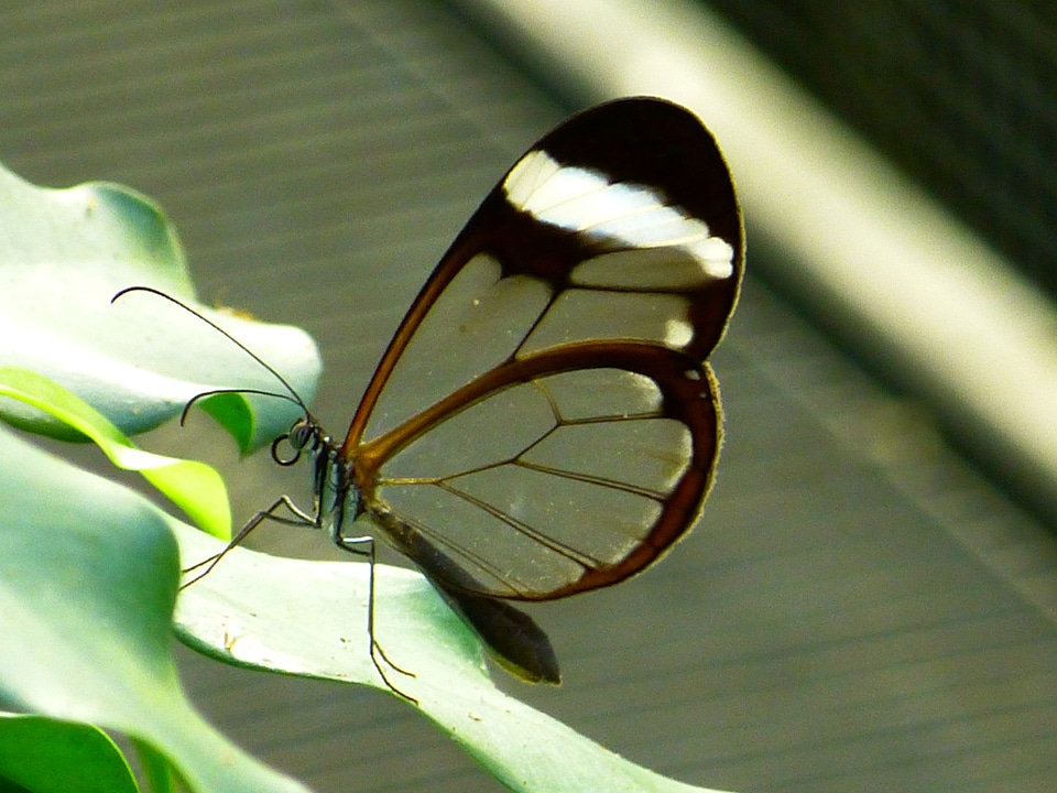 Insect tender transparent