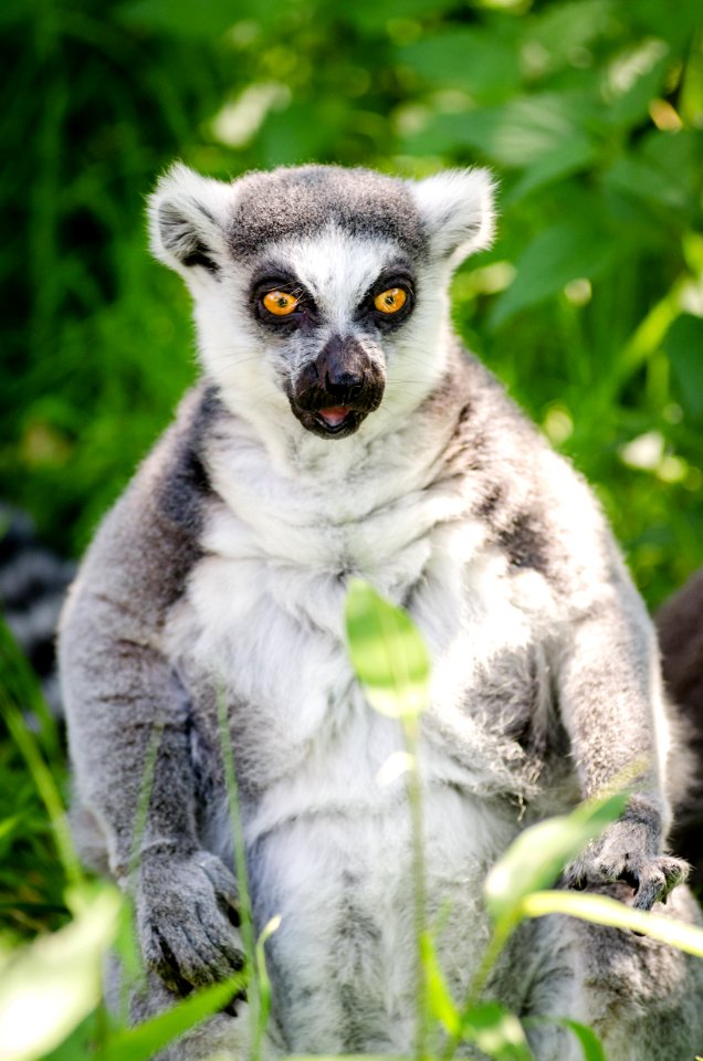 Ring-Tailed Lemur