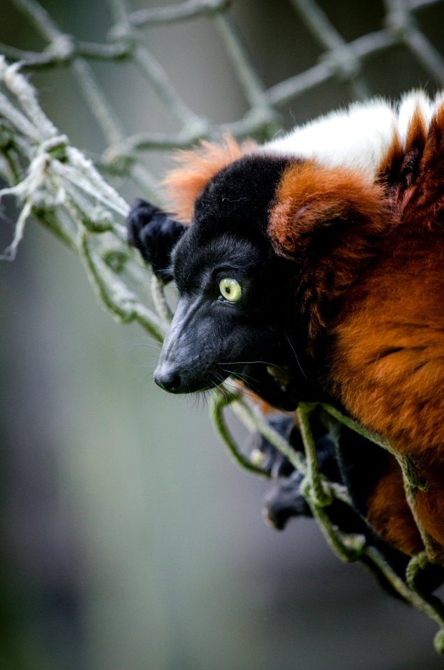 Red Ruffed Lemur