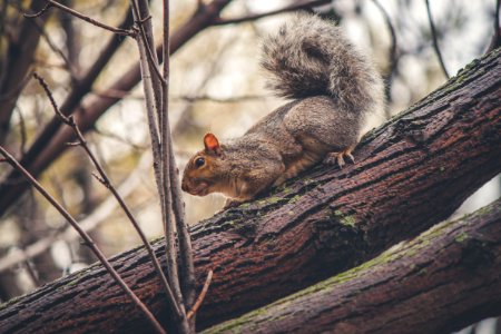 Grey Squirrel On Tree Branch