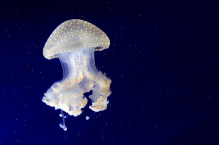 Phyllorhiza Punctata (Jellyfish)