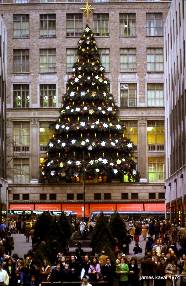 Christmas Tree Building Plant Photograph