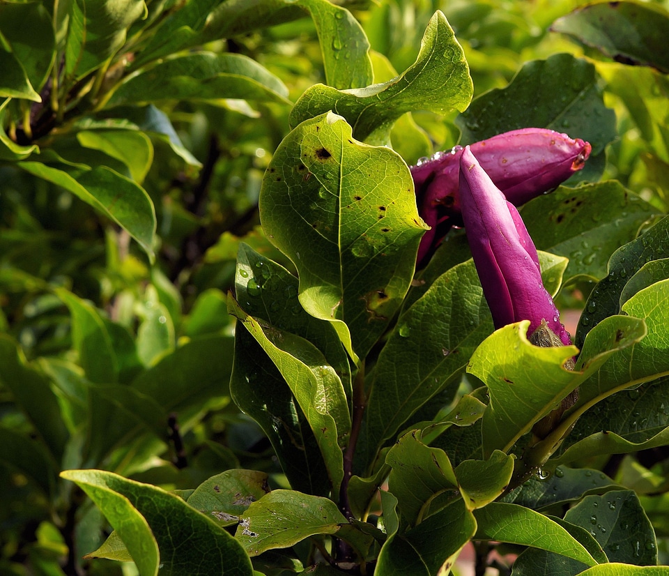 Tulip magnolia magnolia liliiflora ornamental plant