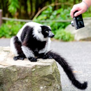 Black-and-white Ruffed Lemur