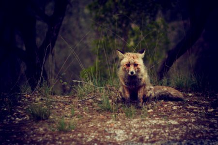 Fox In The Forest photo