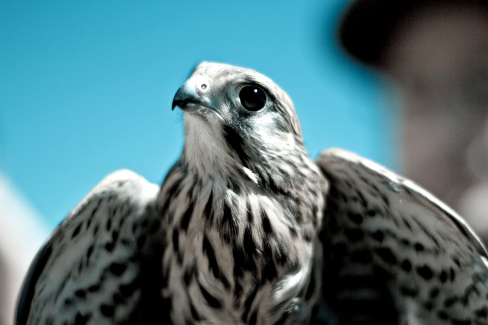 Black And White Colored Hawk